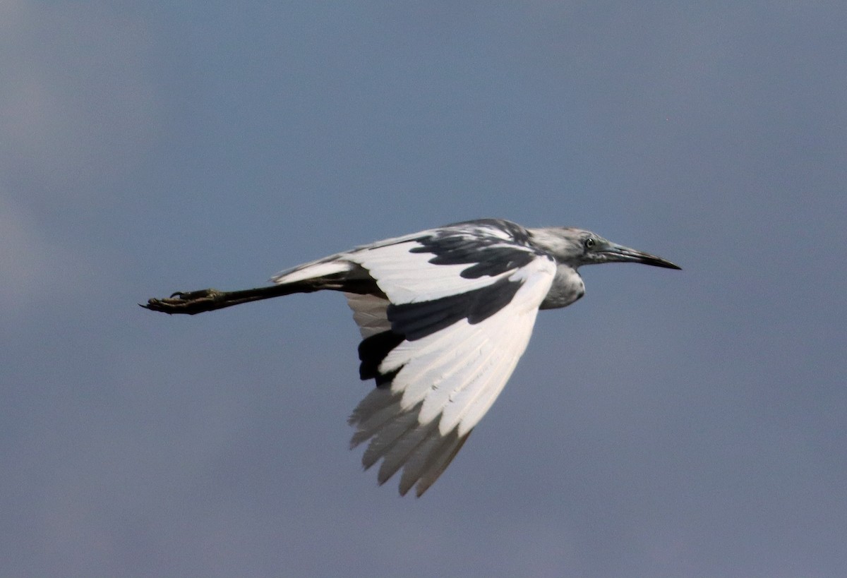 Little Blue Heron - ML341156271