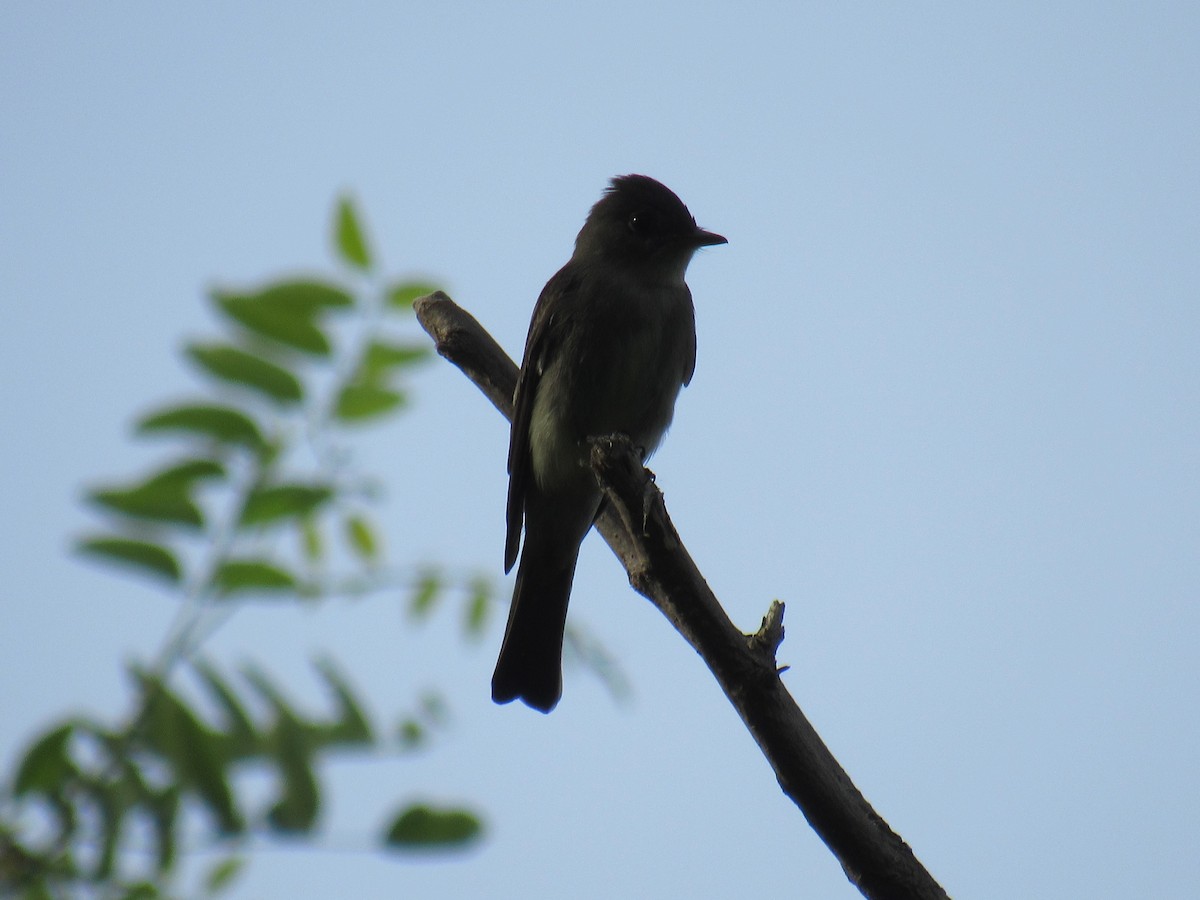 Eastern Wood-Pewee - ML341157301