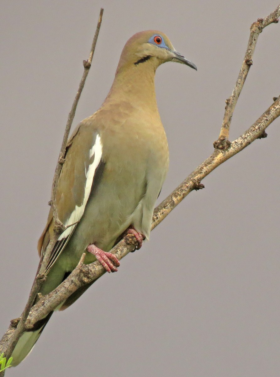 White-winged Dove - ML341157891