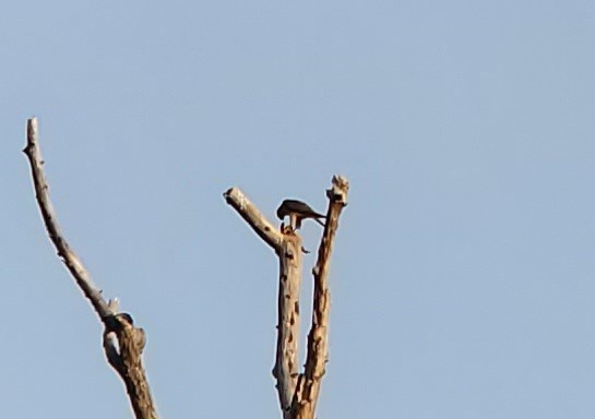 Підсоколик малий (підвид columbarius) - ML341157981