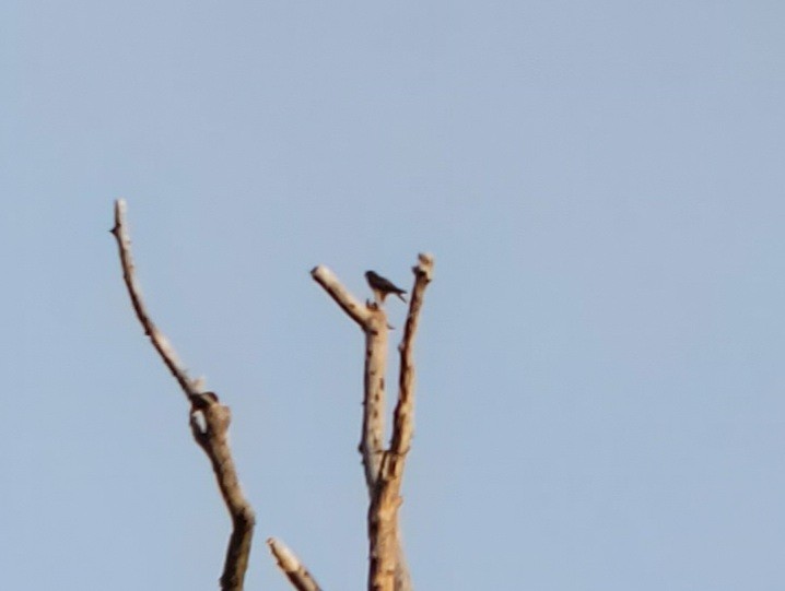 コチョウゲンボウ（columbarius） - ML341157991