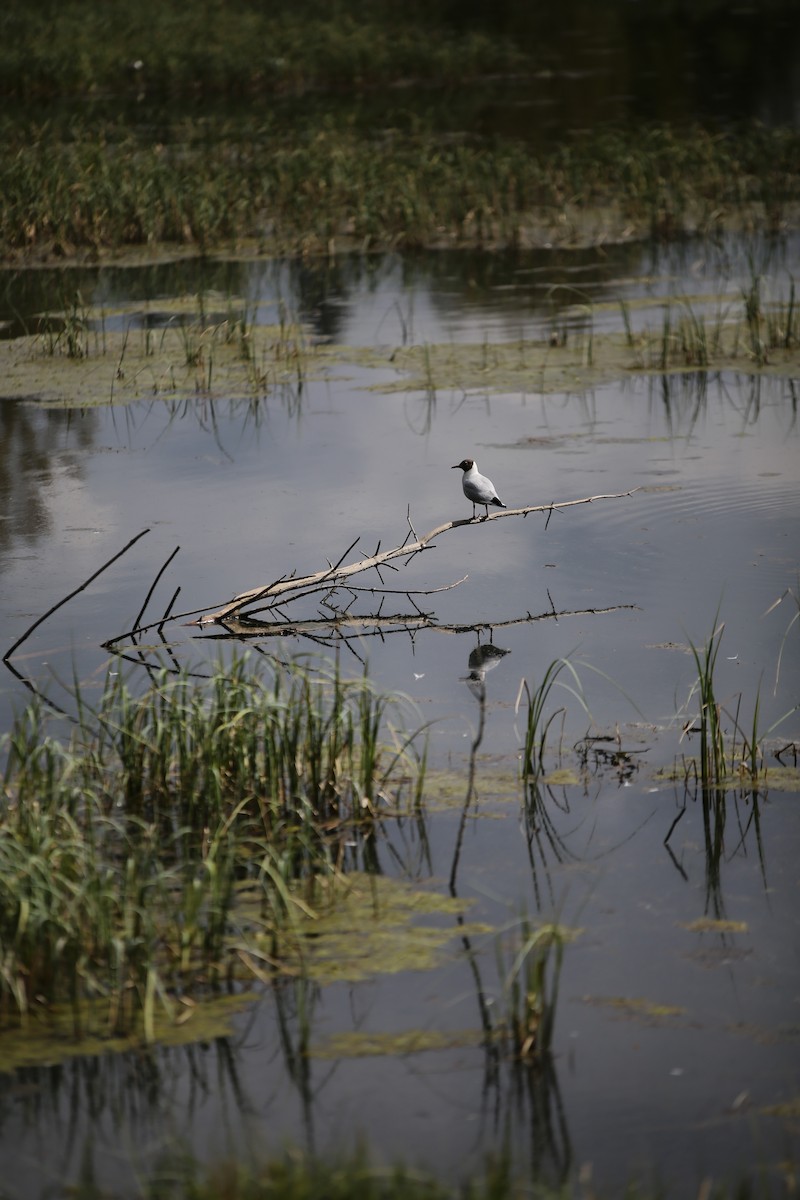 Black-headed Gull - ML341158391