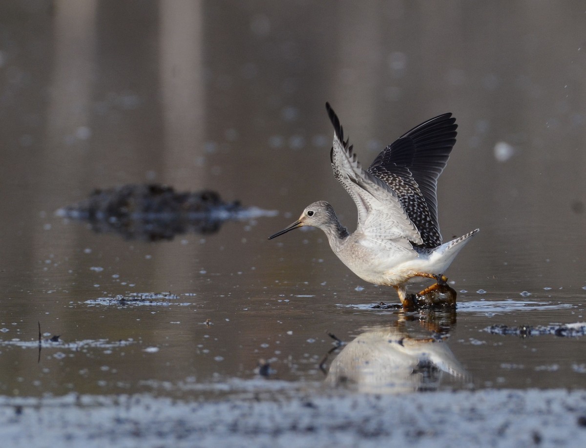 Lesser Yellowlegs - ML34115921