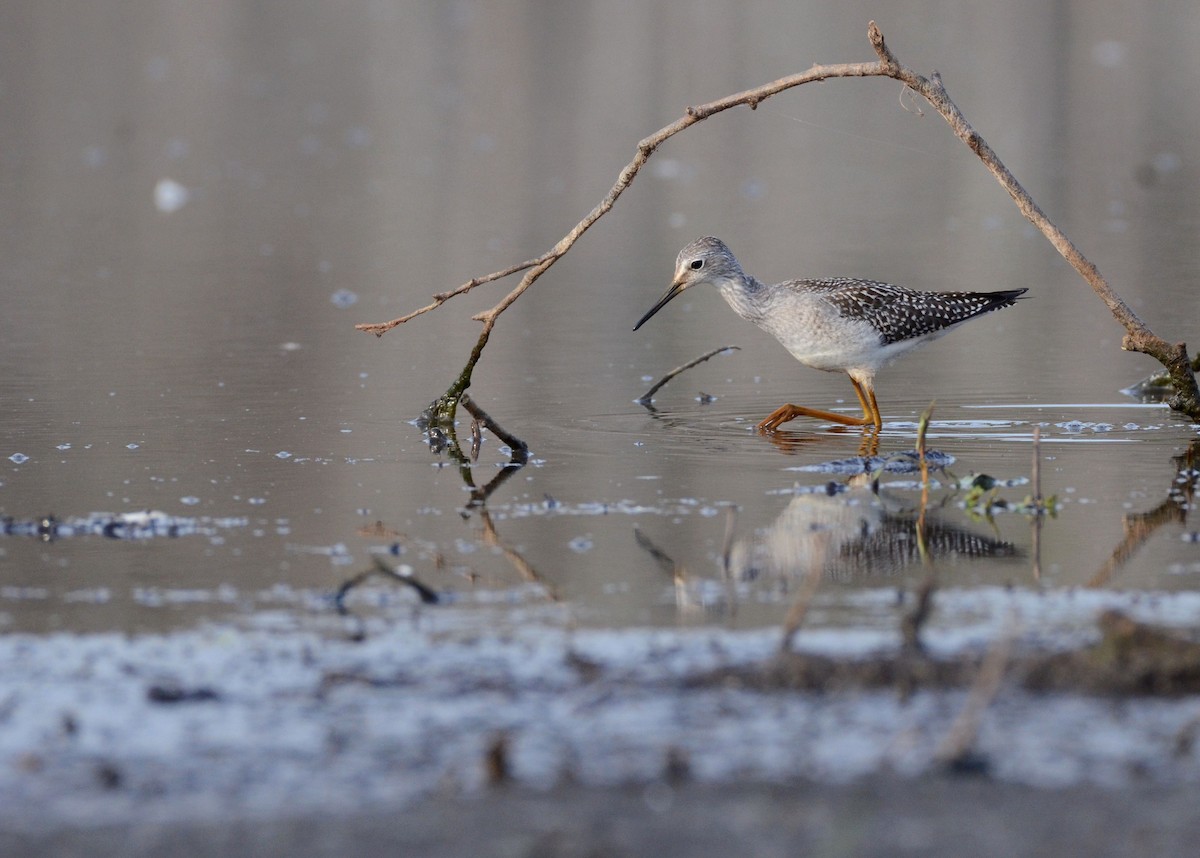 Lesser Yellowlegs - ML34115931