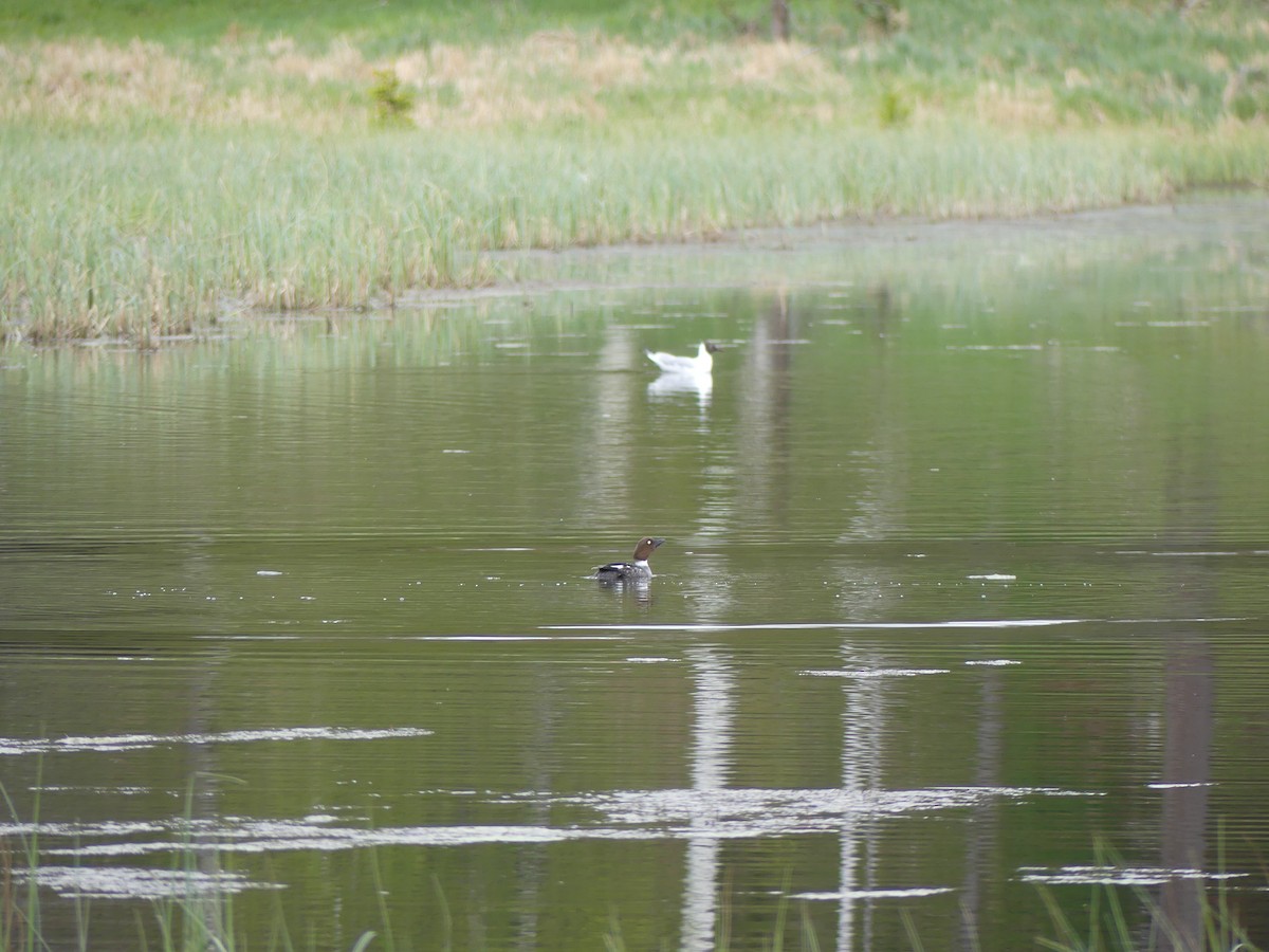 Common Goldeneye - ML341160511