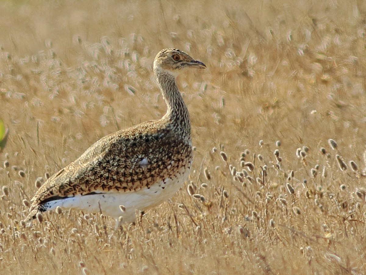 Little Bustard - Sérgio Correia