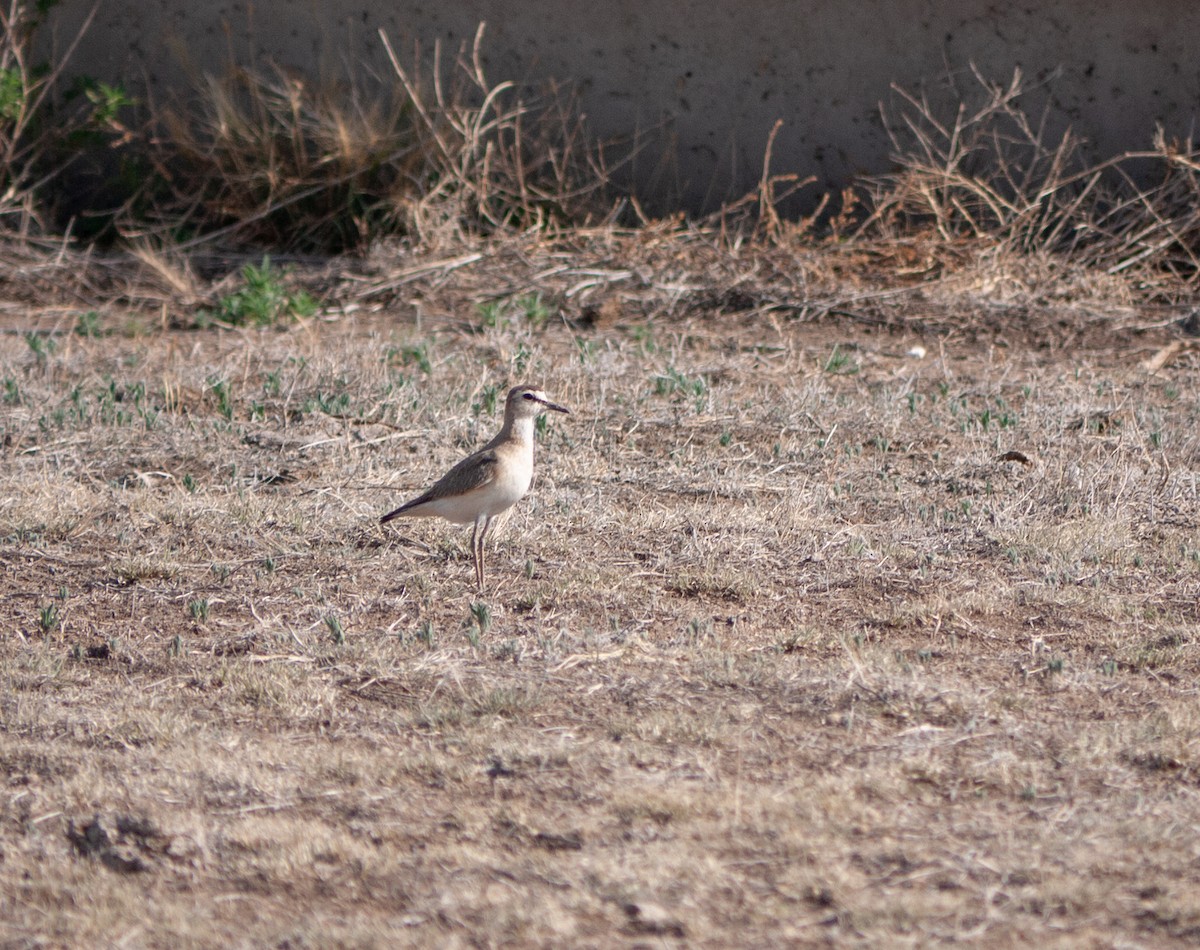 Mountain Plover - ML341161461