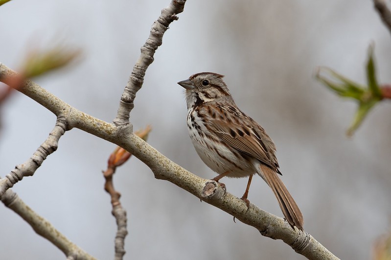Lincoln's Sparrow - ML341161601