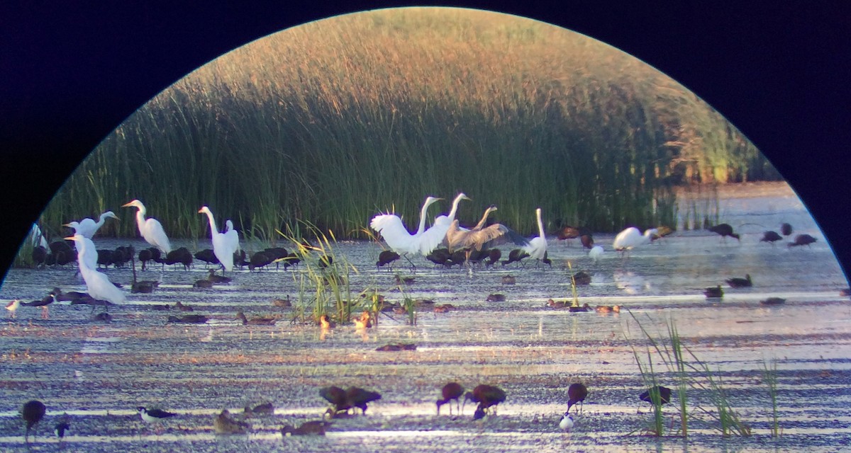 Great Egret - ML34116191