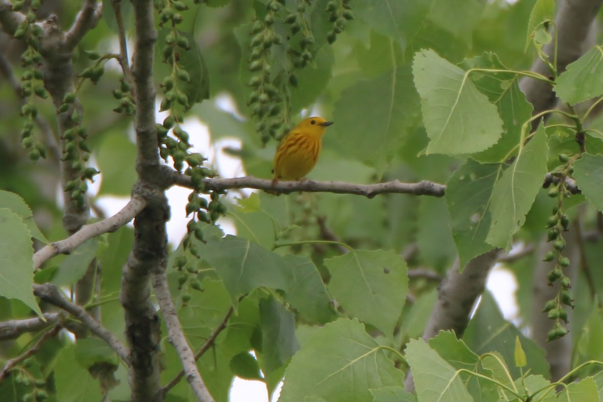 Yellow Warbler - ML341162681