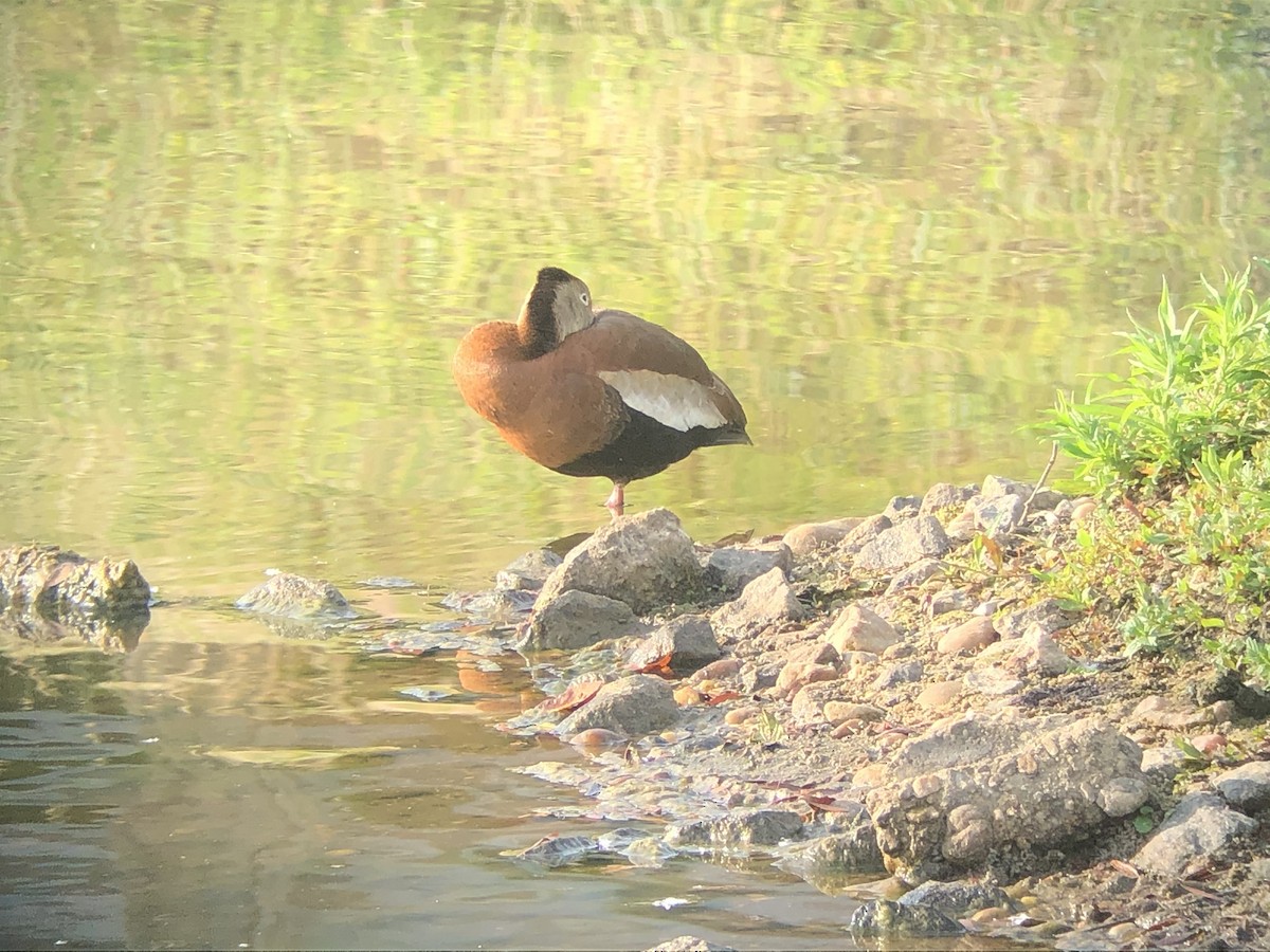 Black-bellied Whistling-Duck - ML341163001