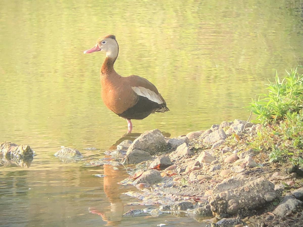 Black-bellied Whistling-Duck - Arun Bose