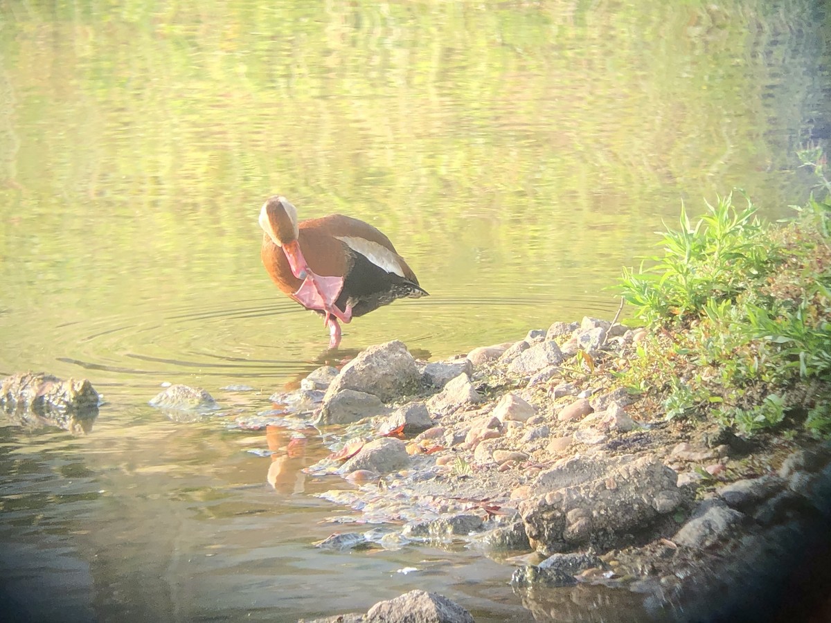 Black-bellied Whistling-Duck - ML341163041