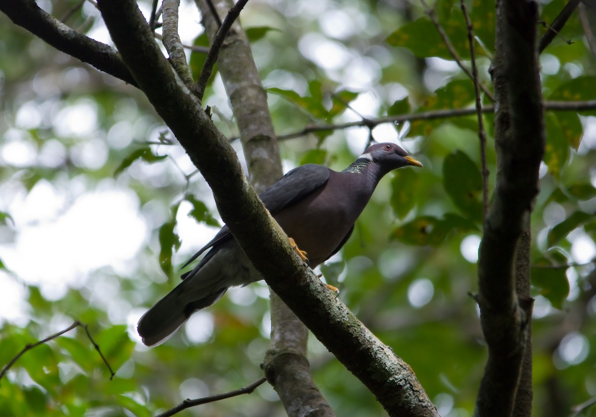 Band-tailed Pigeon - William Pixler