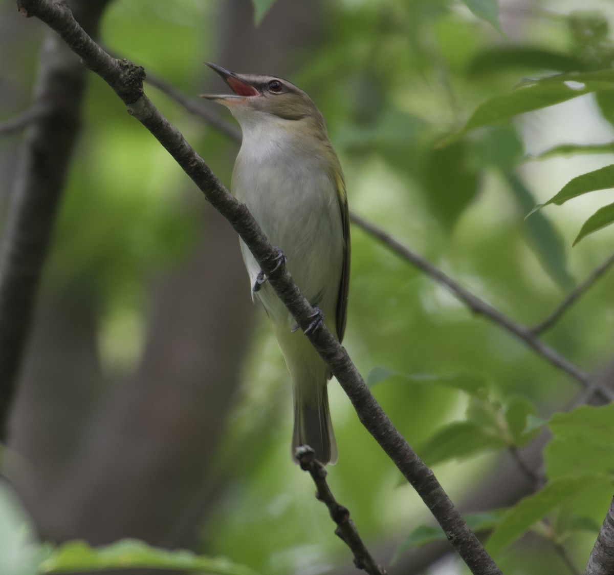 Red-eyed Vireo - ML341163511