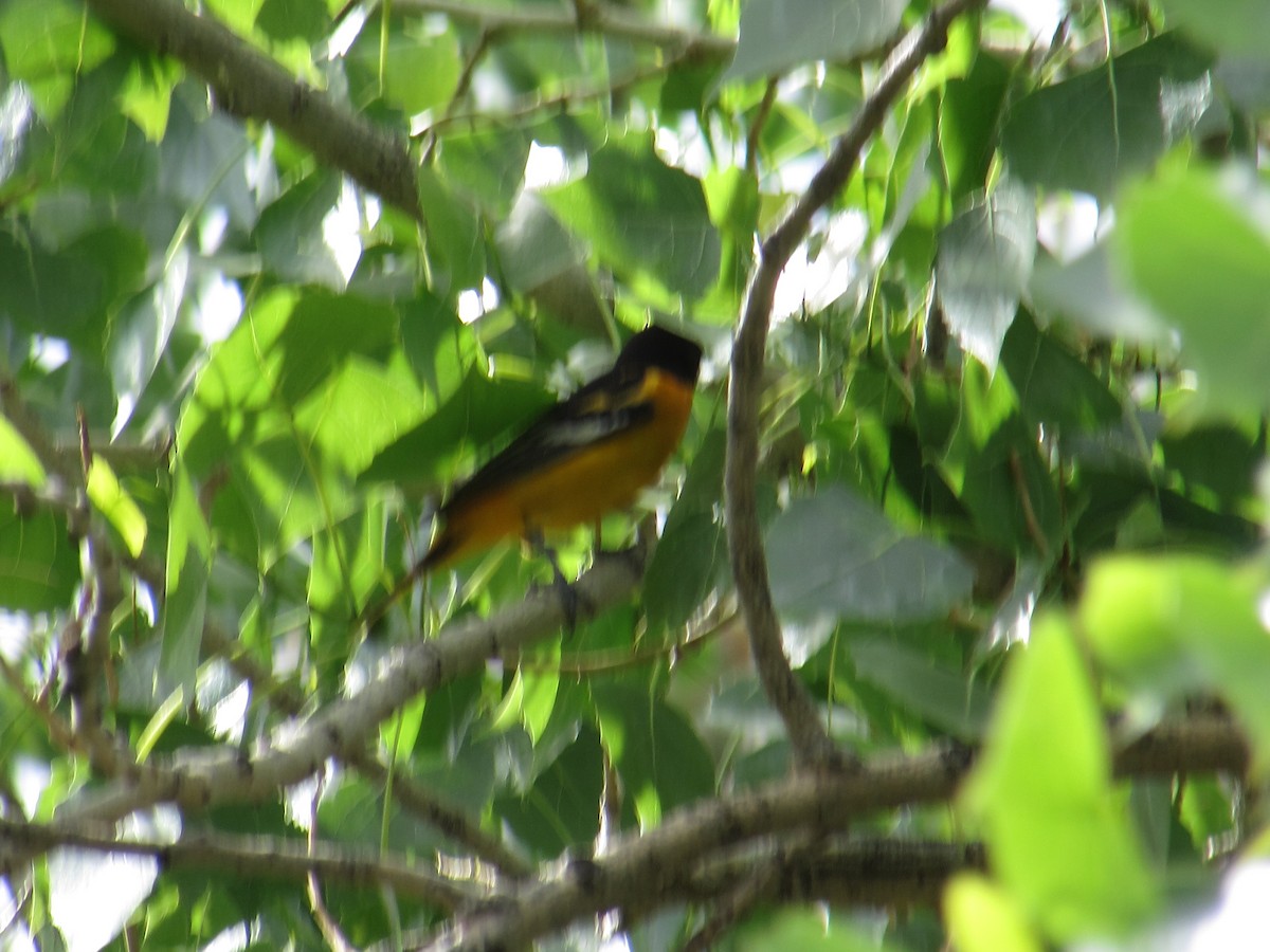 ボルチモアムクドリモドキ - ML341163611