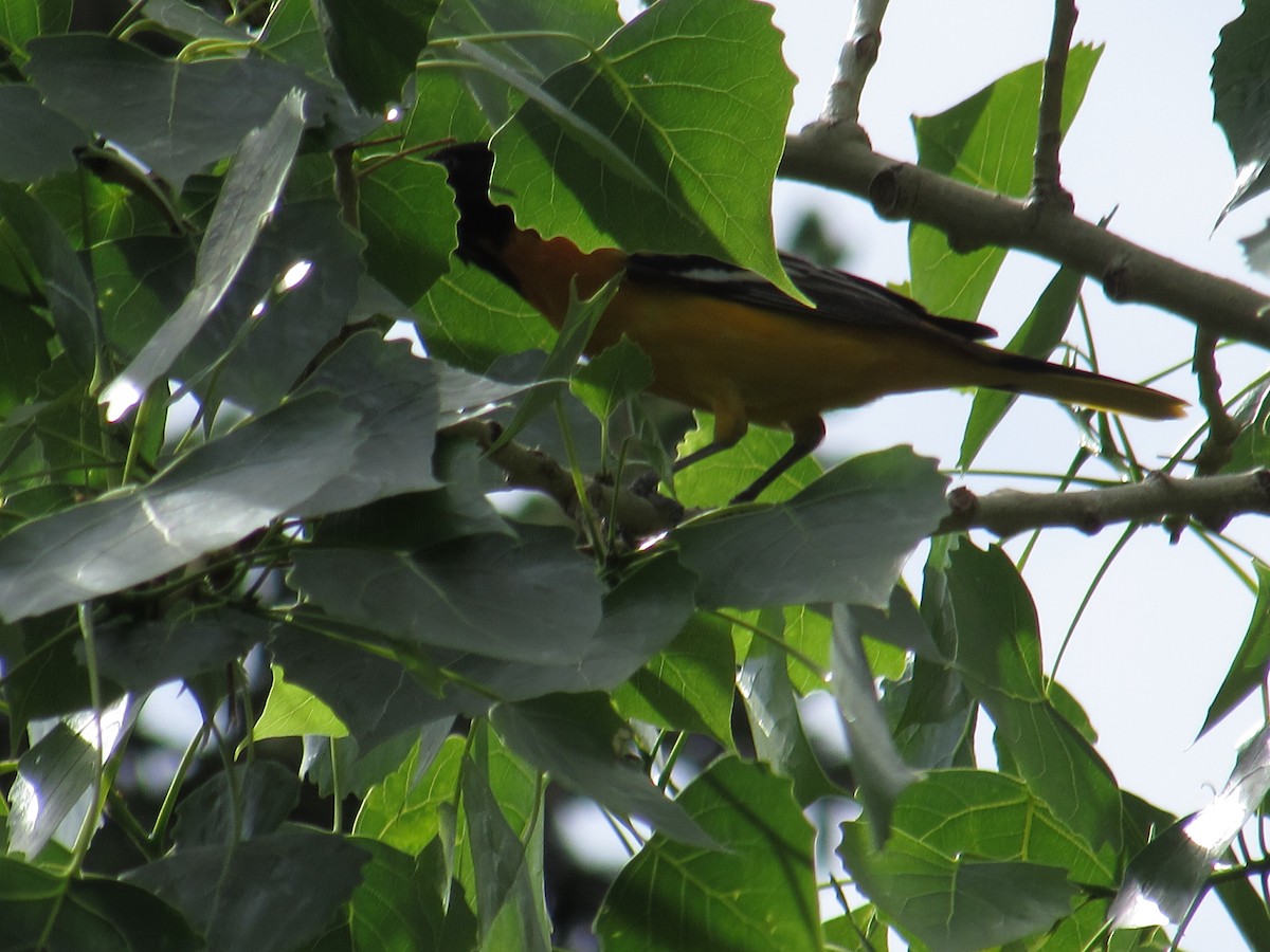 ボルチモアムクドリモドキ - ML341163621