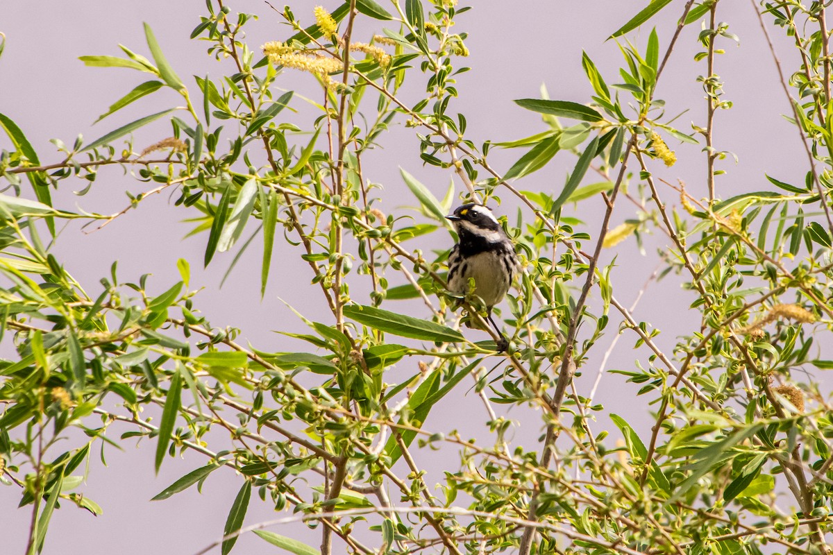 Black-throated Gray Warbler - Phillip and Patsy Hicks