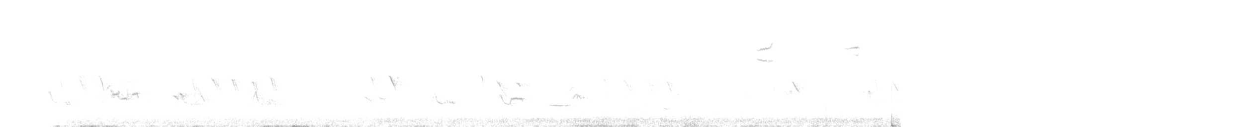 גיבתונית רוננת - ML341164991