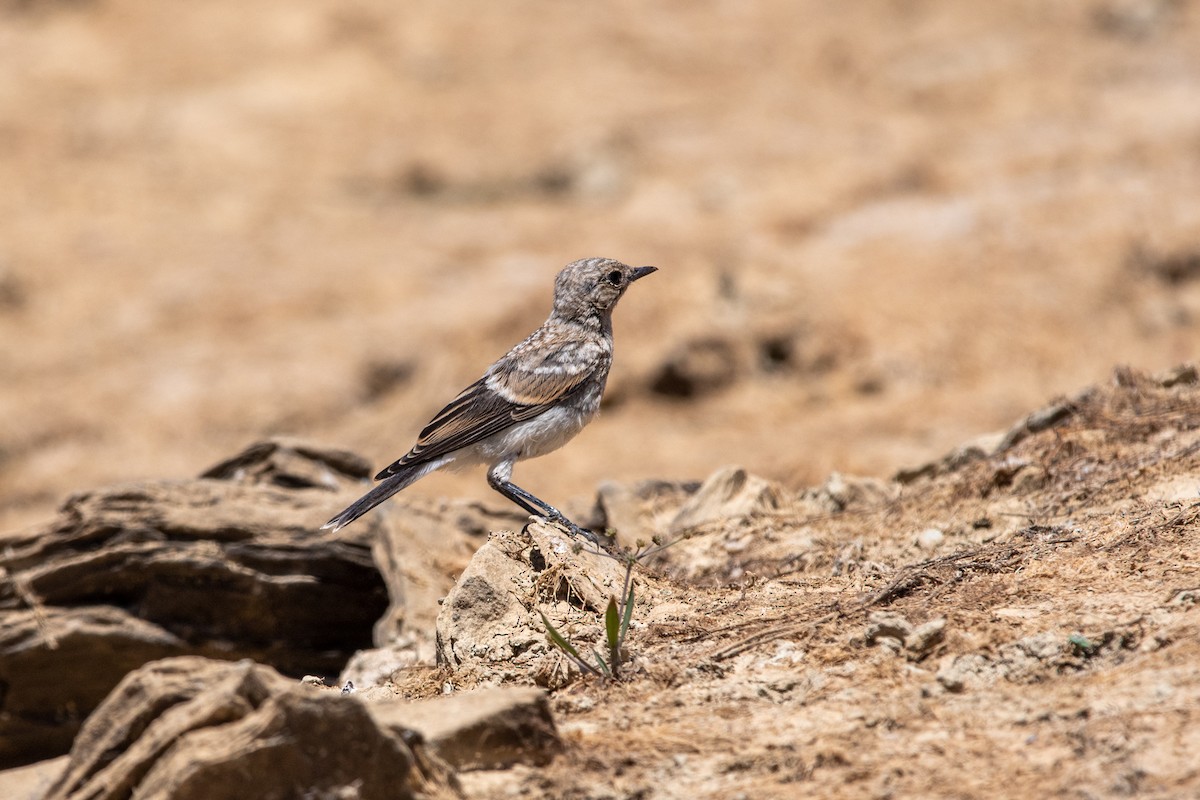 Western Black-eared Wheatear - ML341165771