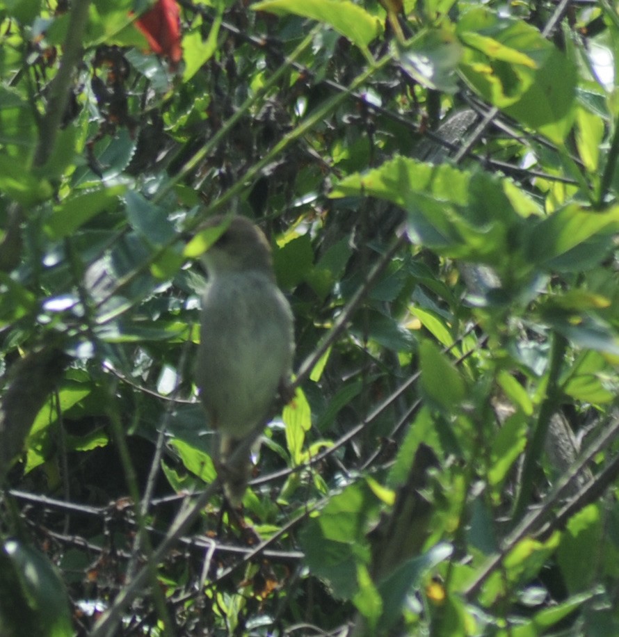 Hunter's Cisticola - ML341165861