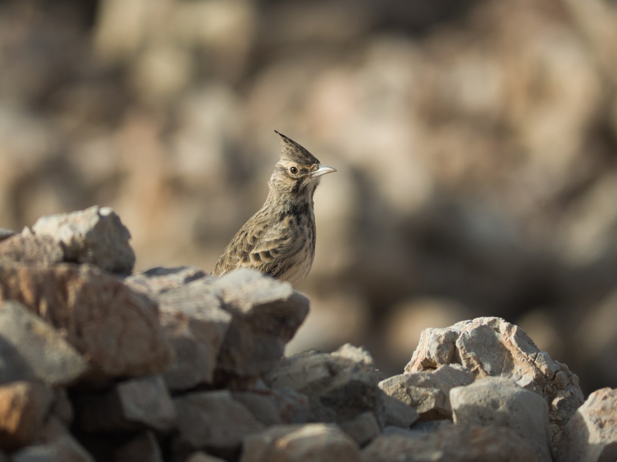 Crested Lark (Crested) - Randall Siebert