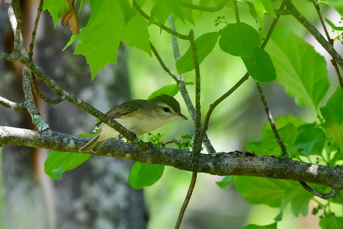 Warbling Vireo - ML341168071