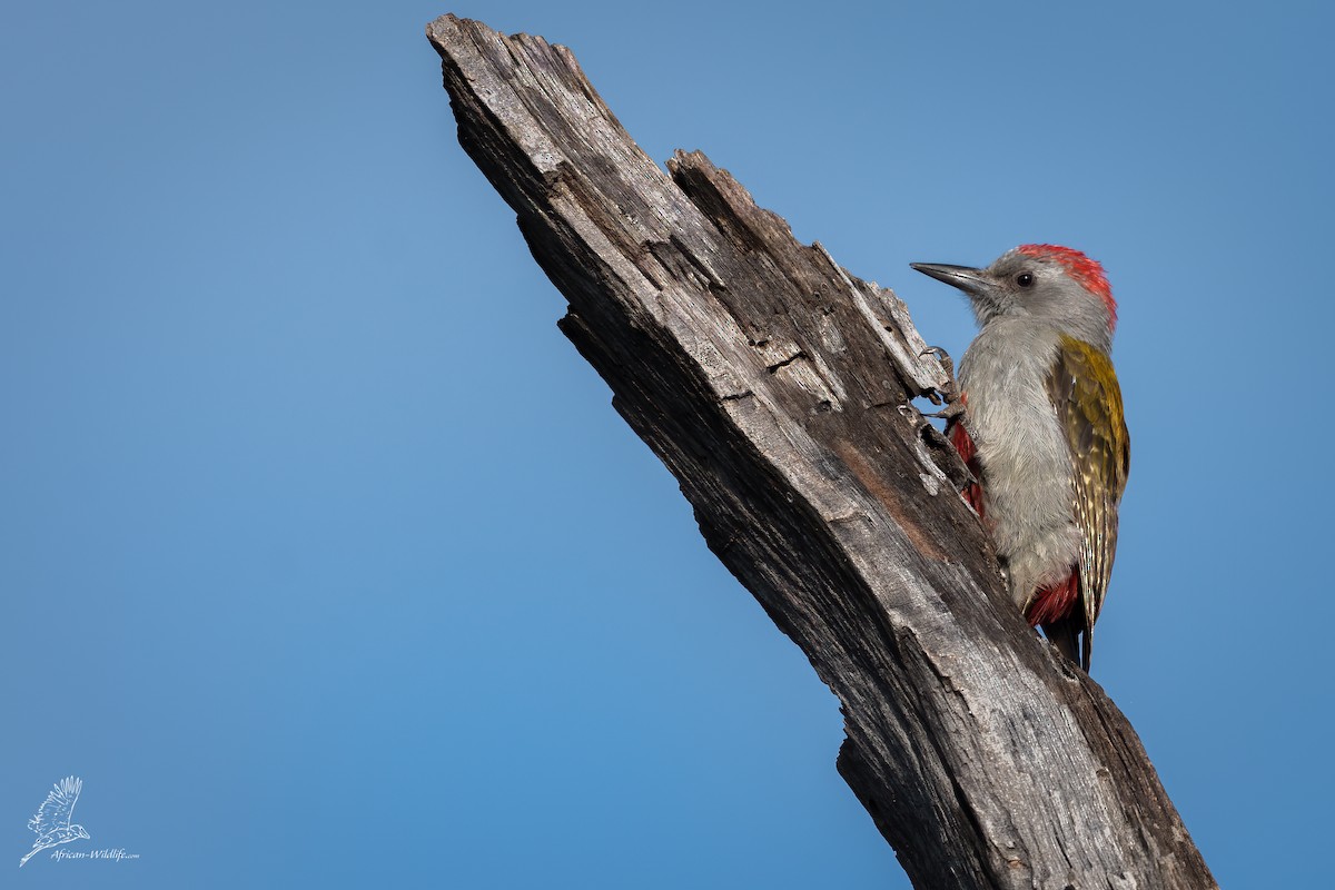 Mountain Gray Woodpecker - ML341168751
