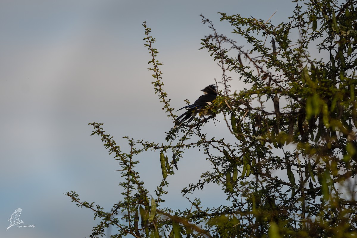 Pied Cuckoo - ML341169271