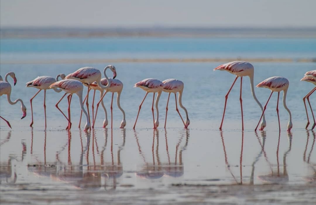 Flamingo - ML341169521