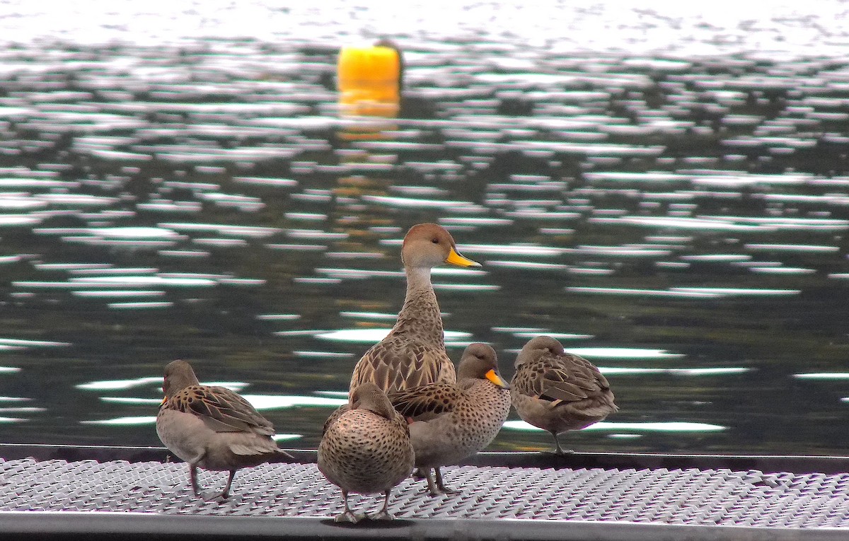 Yellow-billed Pintail - ML341171571