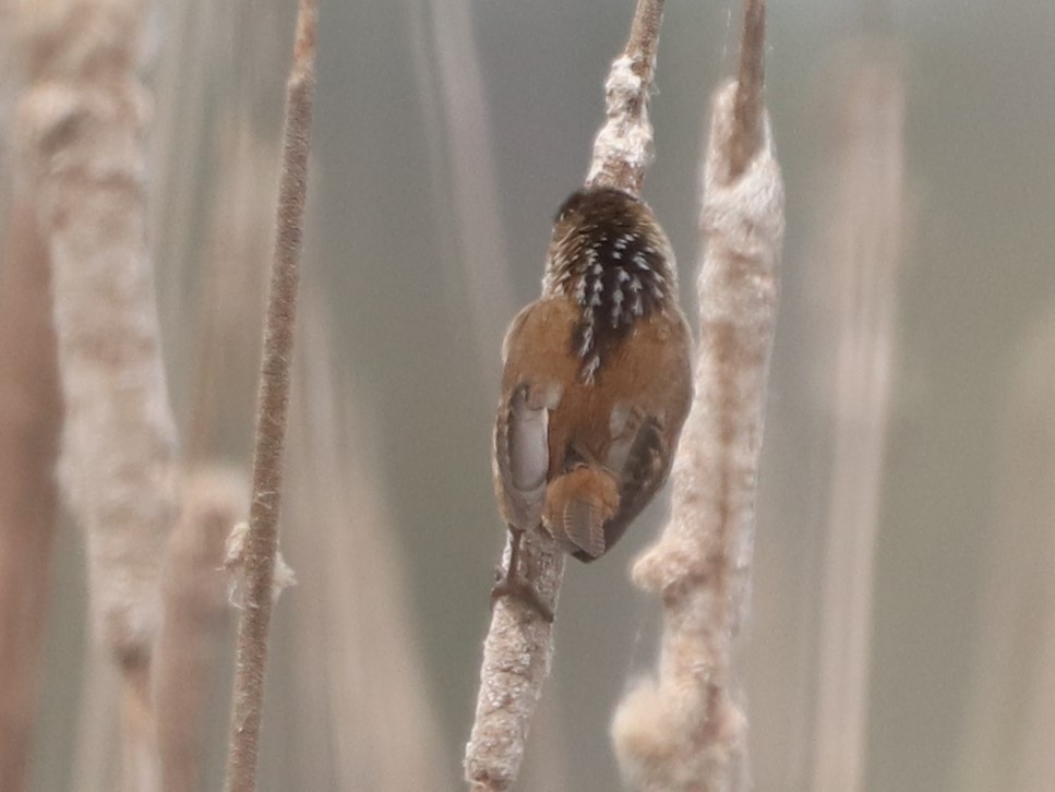 Marsh Wren - ML341172791