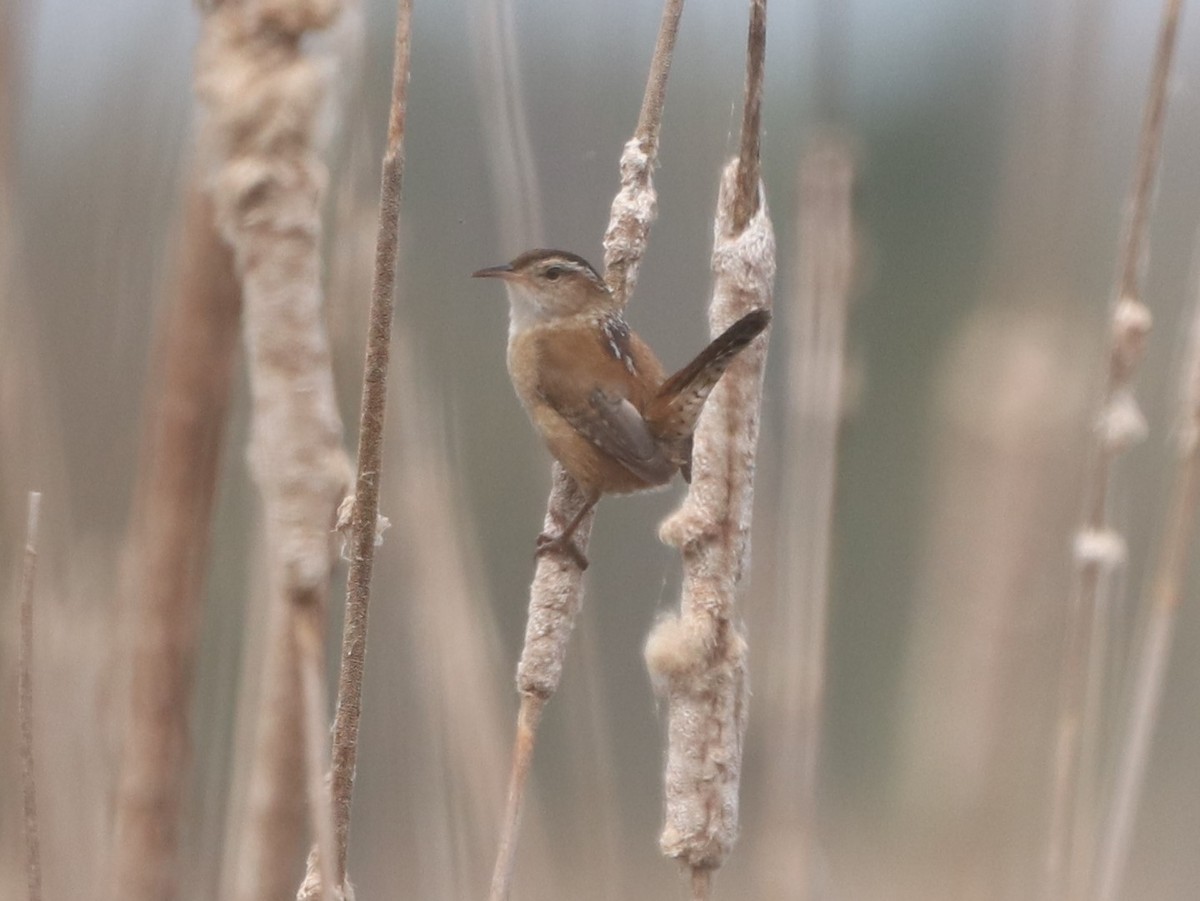 Marsh Wren - Patricia Quackenbush