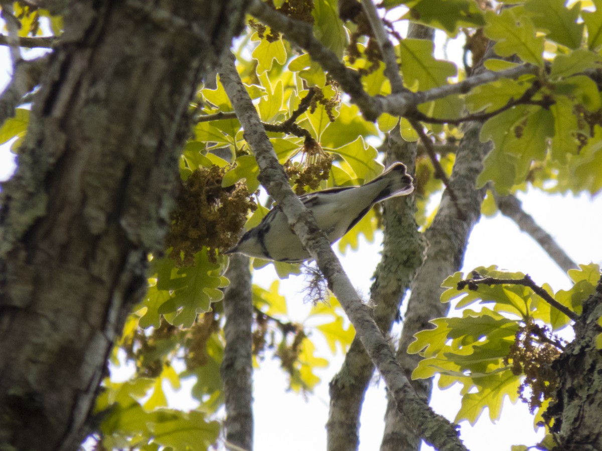 Cerulean Warbler - ML341174971