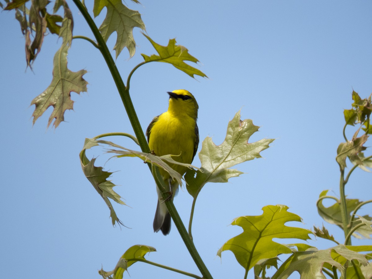 Blue-winged Warbler - Kaylan Wessels