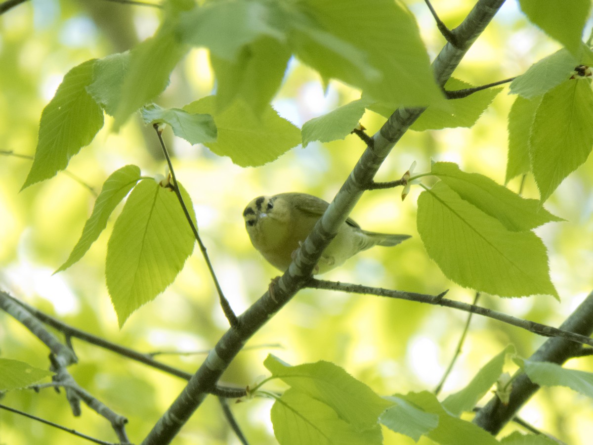 Worm-eating Warbler - ML341175541