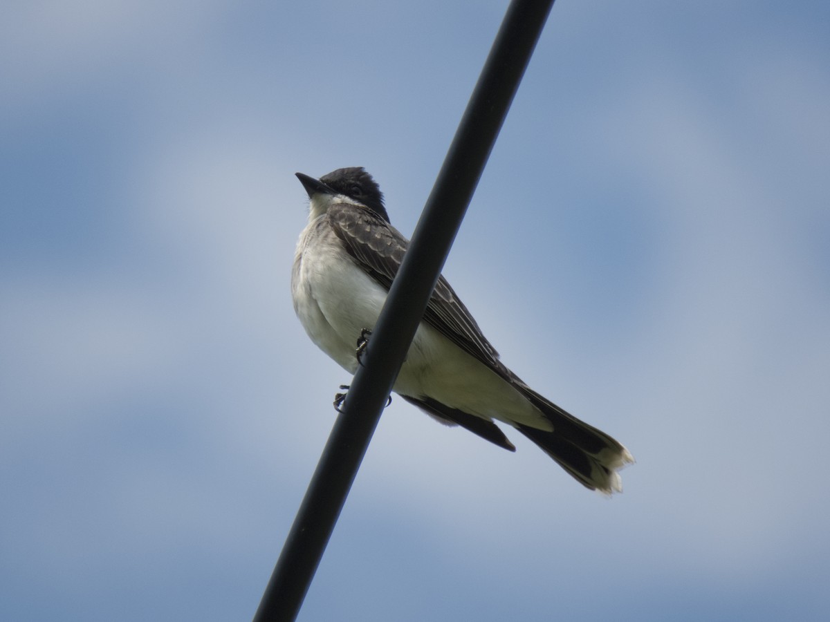 Eastern Kingbird - ML341175791