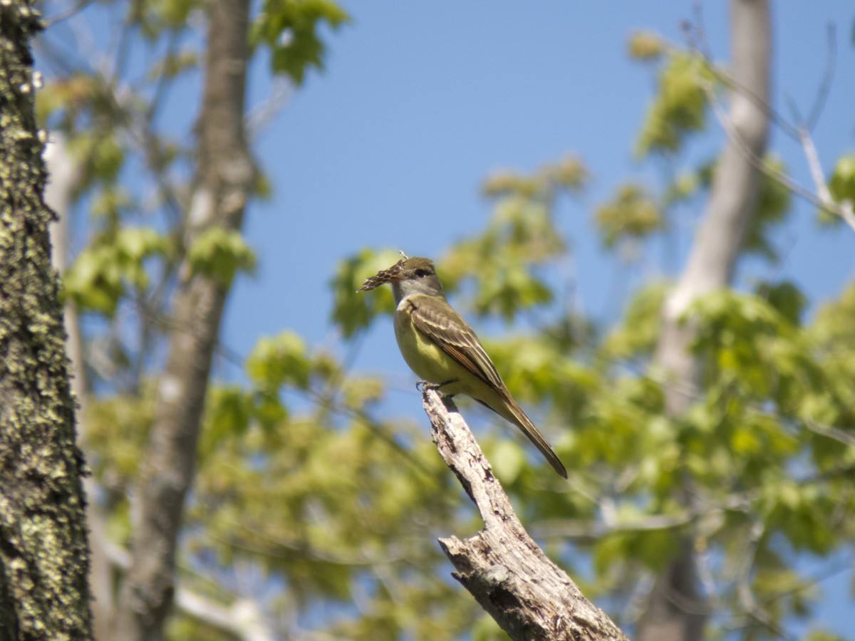 Great Crested Flycatcher - ML341175821