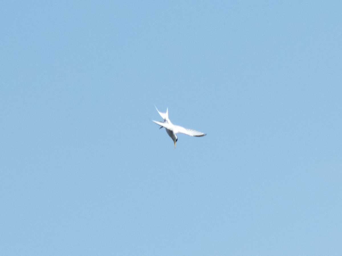 Least Tern - Kaylan Wessels