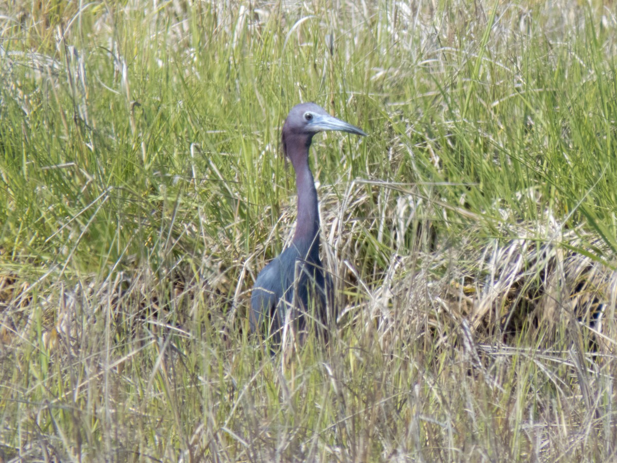 Little Blue Heron - ML341177591