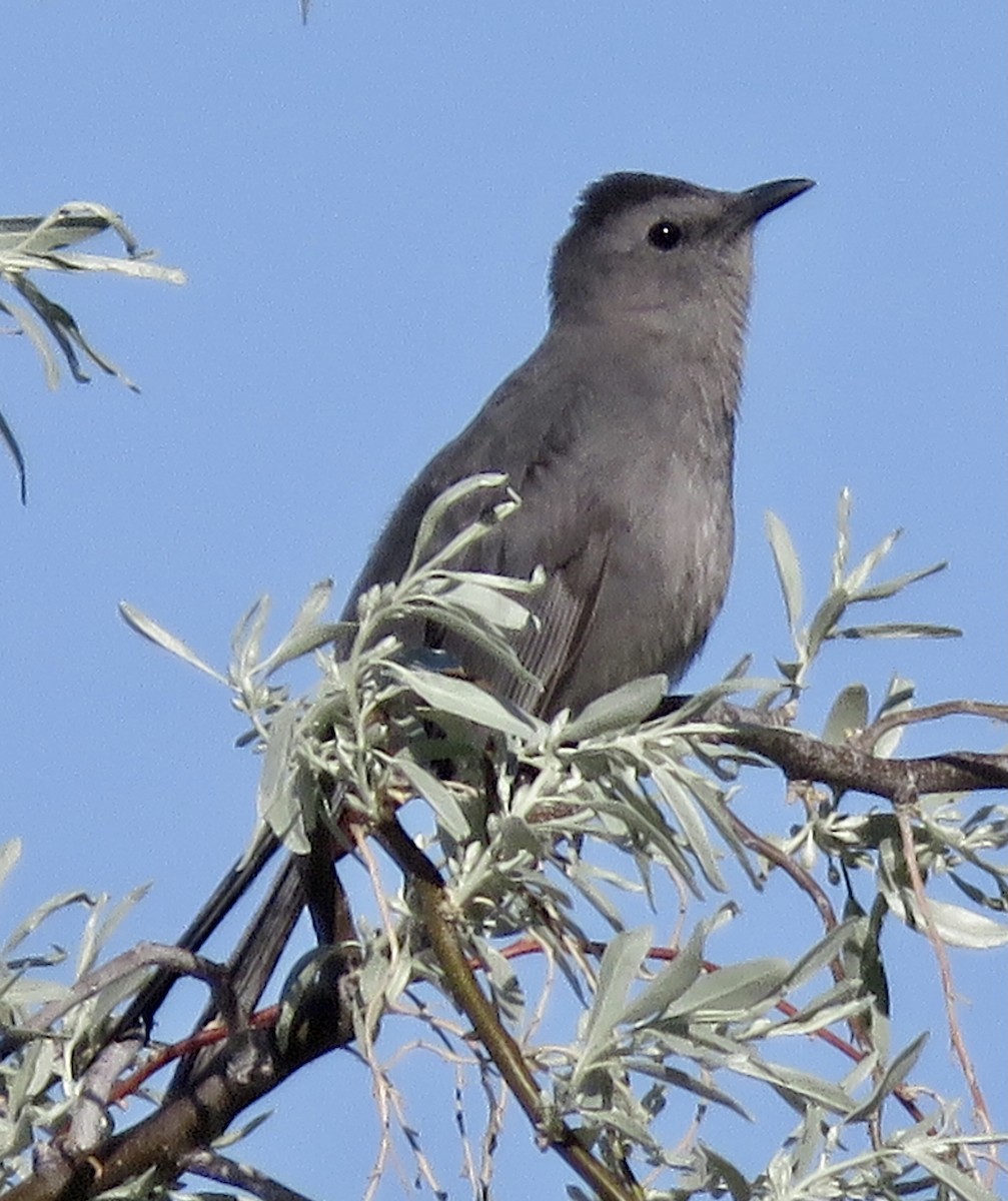 Gray Catbird - Joel McIntyre