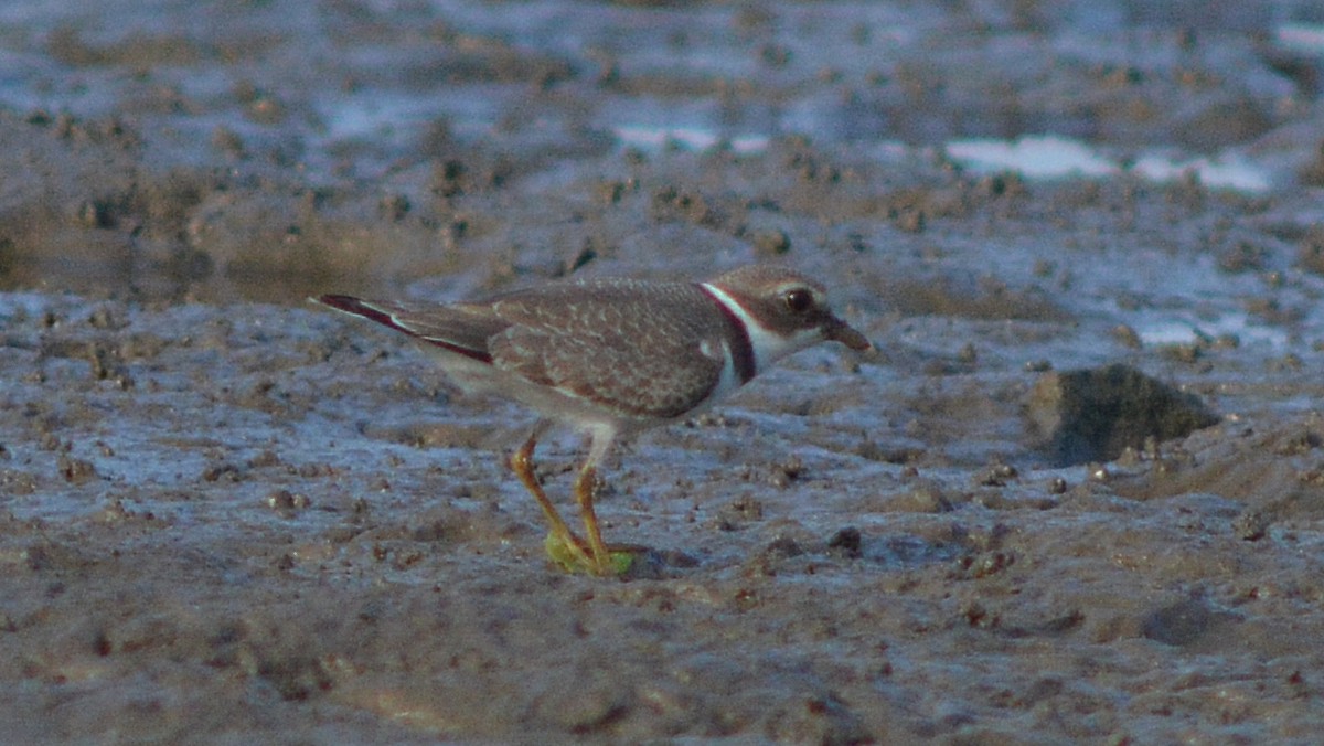 Semipalmated Plover - ML34117901