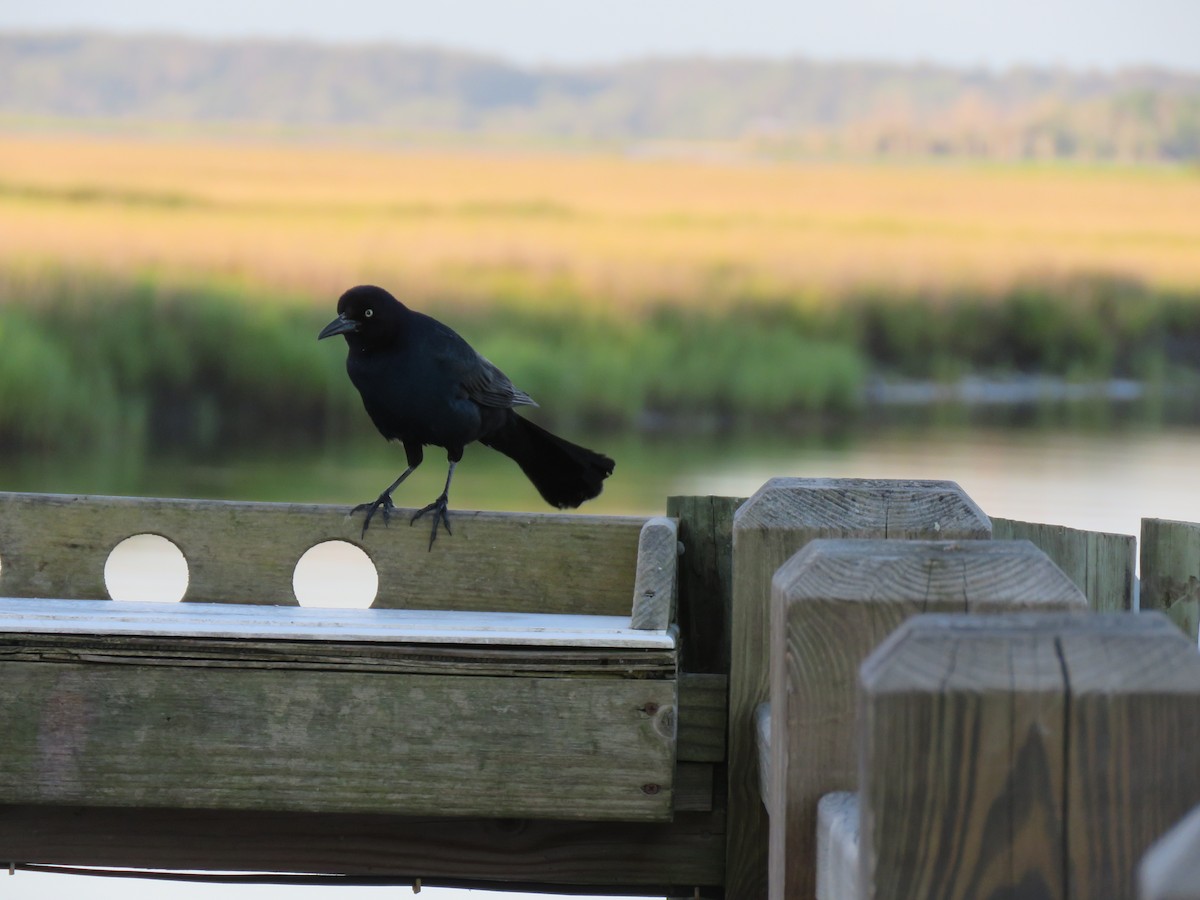 Boat-tailed Grackle - ML341179551