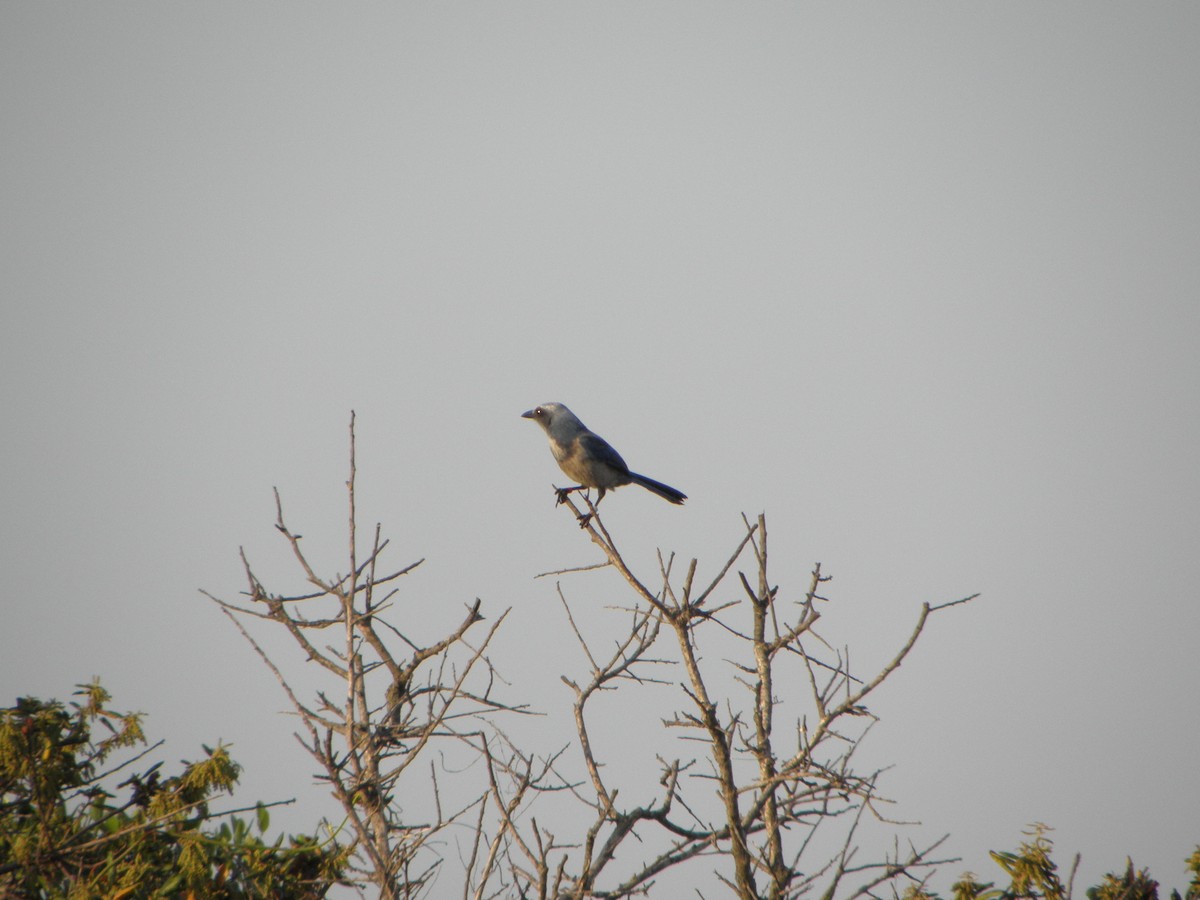 Florida Scrub-Jay - ML341179931