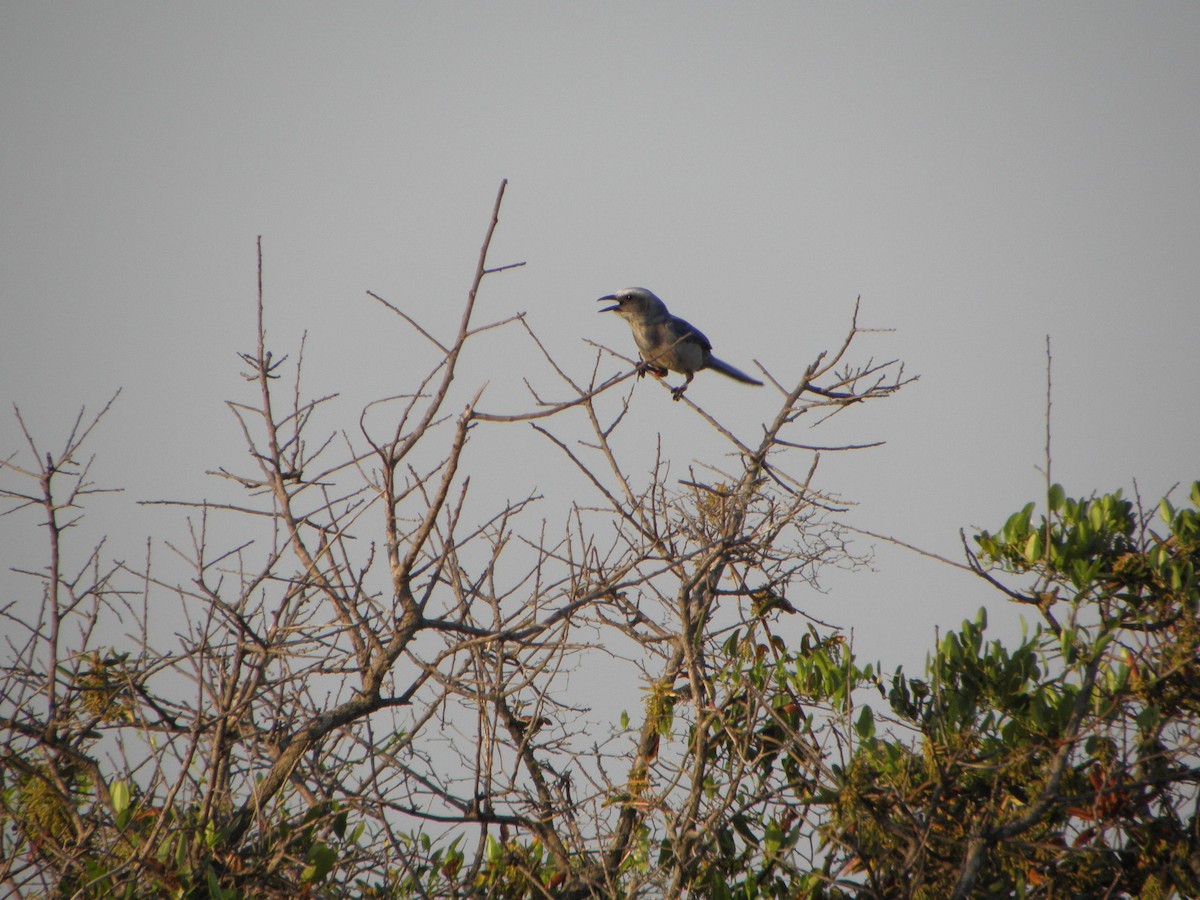 Florida Scrub-Jay - ML341179991