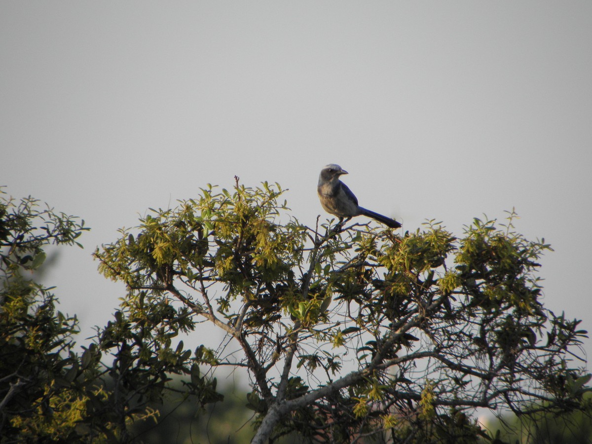 Florida Scrub-Jay - ML341180051