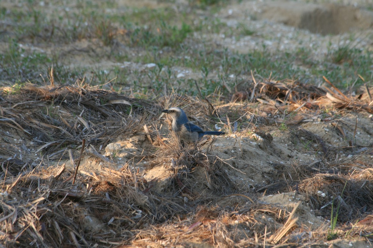 Florida Scrub-Jay - ML341180261