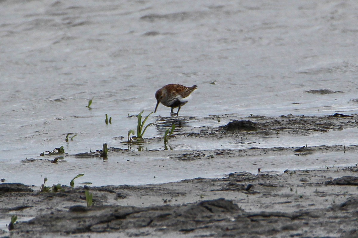 Dunlin - Sander Vunderink