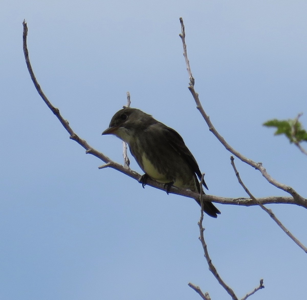 Olive-sided Flycatcher - Jessica Anne