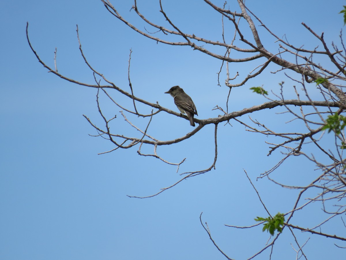 Olive-sided Flycatcher - Jessica Anne